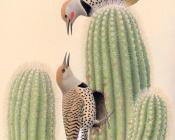 Northern Gilded Flicker - 威廉·齐默曼